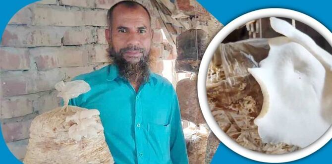 চাকরি হারিয়ে মাশরুম চাষ করে সফল সাইদুর