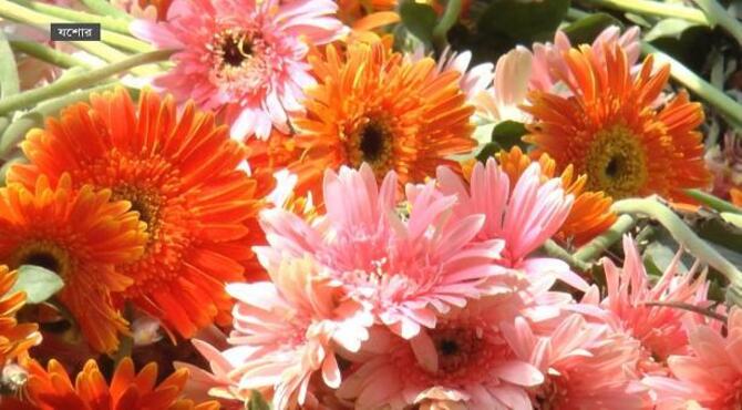 লকডাউনে ফের ক্ষতির মুখে যশোরের ফুলচাষিরা