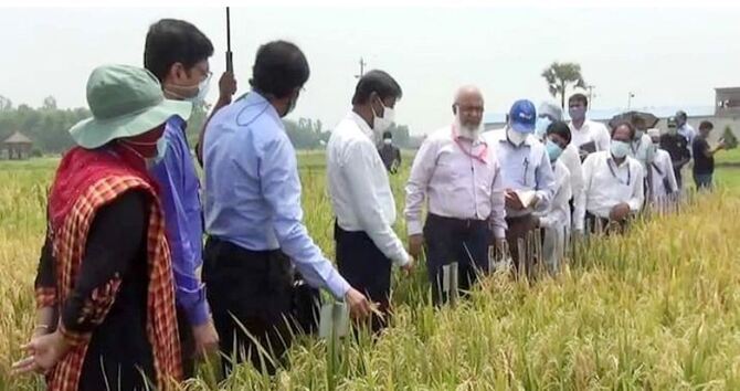 ধানের ফলন হেক্টরপ্রতি ১৫ টনে উন্নীত করবে এসিআই