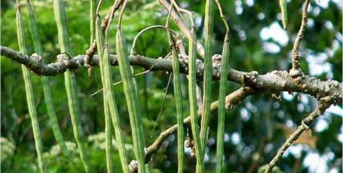 পতিত জমিতে সজিনা চাষ করে সফল কৃষকরা