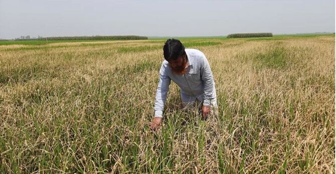 কারেন্ট পোকায় আর অতি তাপমাত্রায় নষ্ট বোরো ধান