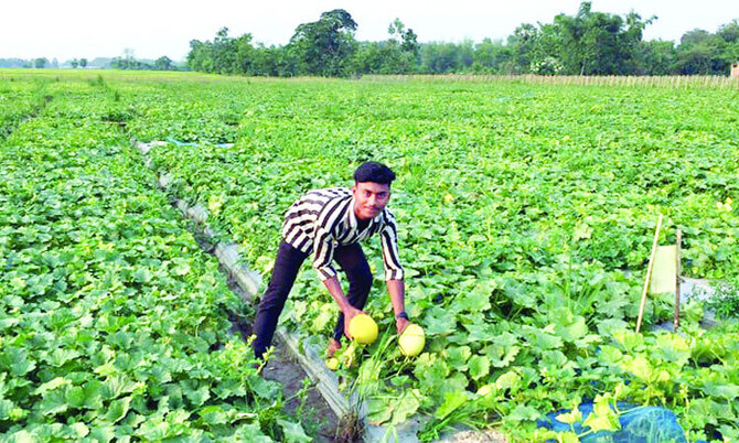 আখাউড়ায় মরু অঞ্চলের সাম্মাম ফল চাষ!