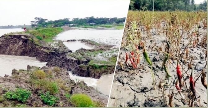 ভাঙা বেড়িবাঁধ দিয়ে ফসলের খেতে রোজ ঢুকছে জোয়ারের পানি
