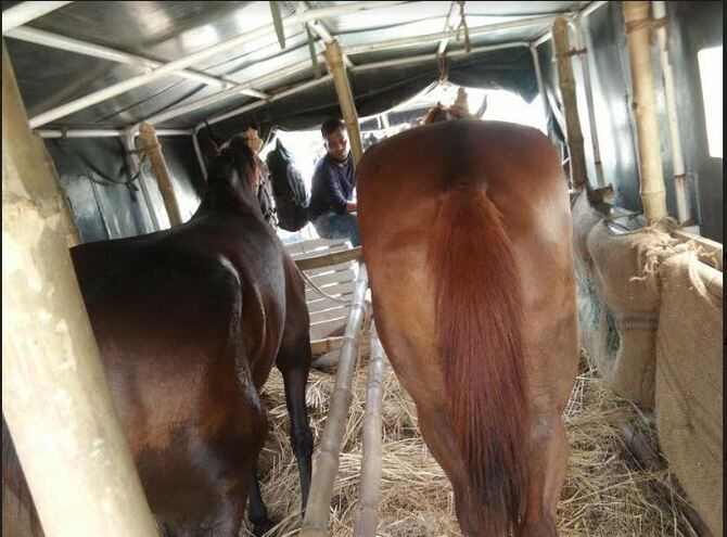 ভারতীয় সেনাবাহিনী প্রশিক্ষণপ্রাপ্ত ১৫টি ঘোড়া উপহার দিল বাংলাদেশ সেনাবাহিনীকে