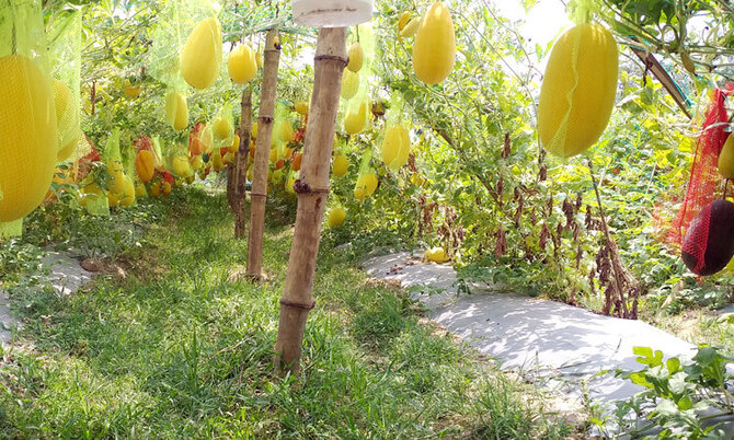 বিষমুক্ত সবজি চাষে তাক লাগানো সাফল্য