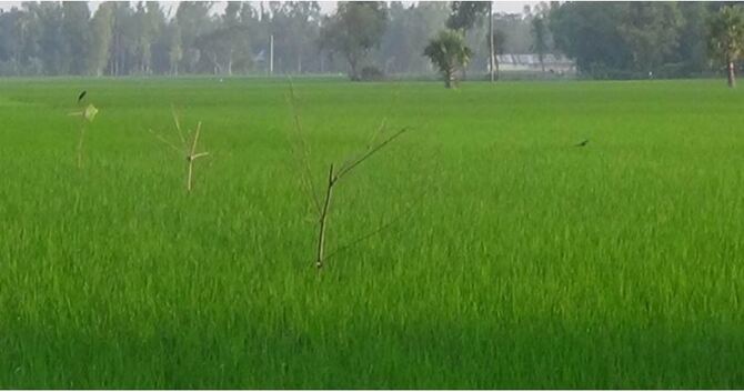 গাংনীতে পোকা দমনে জনপ্রিয় হচ্ছে পার্চিং পদ্ধতি