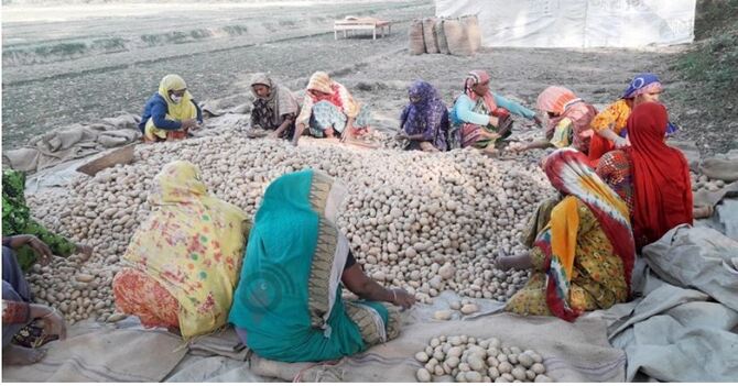 ফলন ভালো হলেও বিপাকে আলুচাষিরা