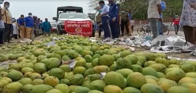 সাতক্ষীরার কালিগঞ্জে অপরিপক্ক আম বিনষ্ট করেছে ভ্রাম্যমান আদালত