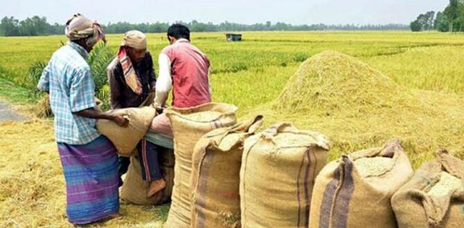 ১৮ লাখ টন ধান-চাল কেনা হবে : খাদ্যমন্ত্রী