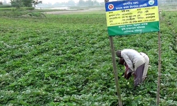 জাপানে মিষ্টি আলু রপ্তানির উদ্যোগ