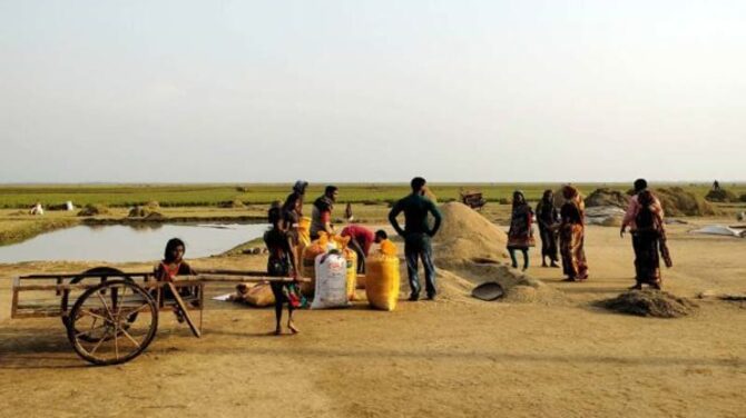 ‘ধানের সাগর’ শনির হাওরে উৎপাদিত হবে দুই শ কোটি টাকার ধান!