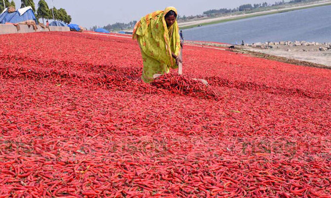 পাকা মরিচে লালে লাল সারিয়াকান্দির চরাঞ্চল