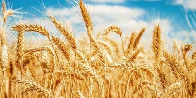 নাটোরে ২৮ টাকা দরে গম সংগ্রহ শুরু