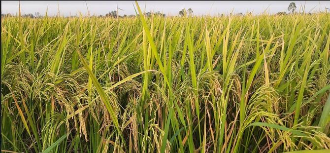 হিলিতে মাঠে মাঠে দুলছে কৃষকের সোনালী স্বপ্ন