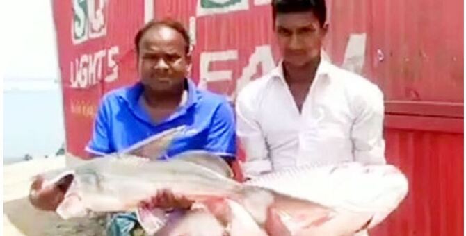 কাতল আর আইড় মিলে দাম সাড়ে ২২ হাজার