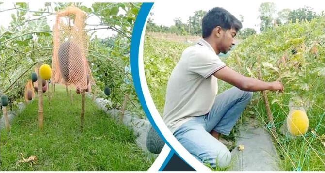 বিদেশি তরমুজ চাষে ২ লাখ টাকা আয়ের আশা ইমনের
