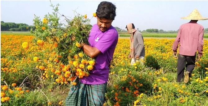 সৌন্দর্যের ফুল এখন গবাদি পশুর খাবার