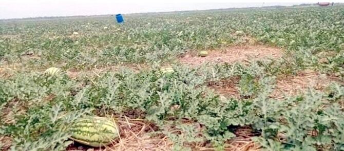 ১ লাখ টাকা খরচে ৬ লাখ টাকার তরমুজ বিক্রির আশা