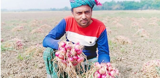 মাগুরায় পেঁয়াজের ফলনে খুশি চাষিরা