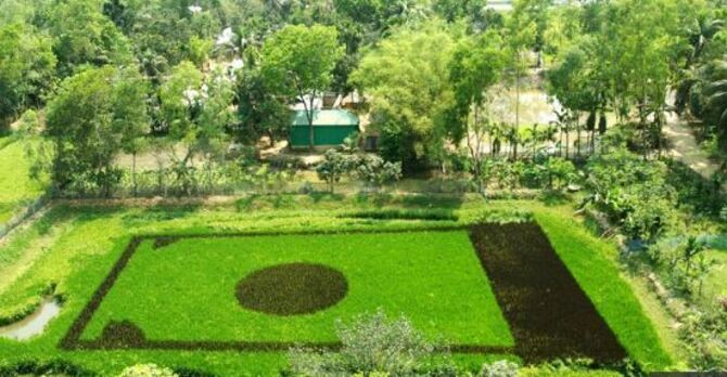 ধানখেতে জাতীয় পতাকা ফুটিয়ে তুললেন প্রধান শিক্ষক