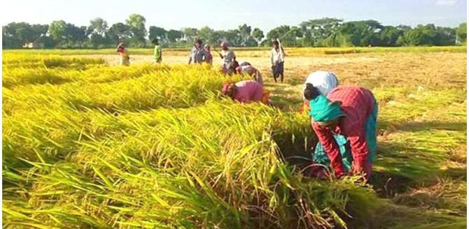 হাওরের ৪০ ভাগ ধান কাটা শেষ