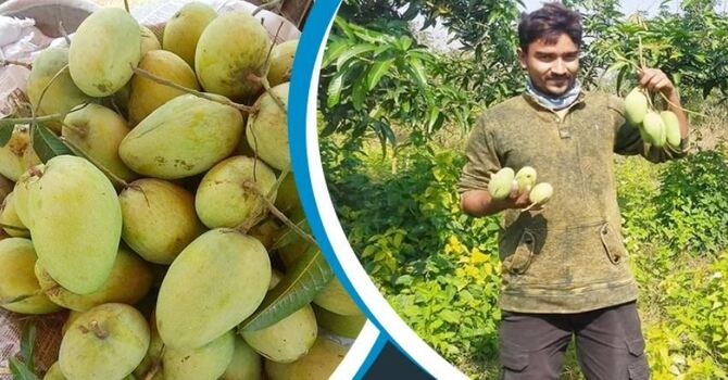 ২ জাতের আম চাষ করে বছরে আয় ২০ লাখ টাকা