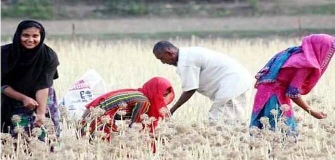 ফরিদপুরে কালো সোনা খ্যাত পেঁয়াজ বীজের বাম্পার ফলন