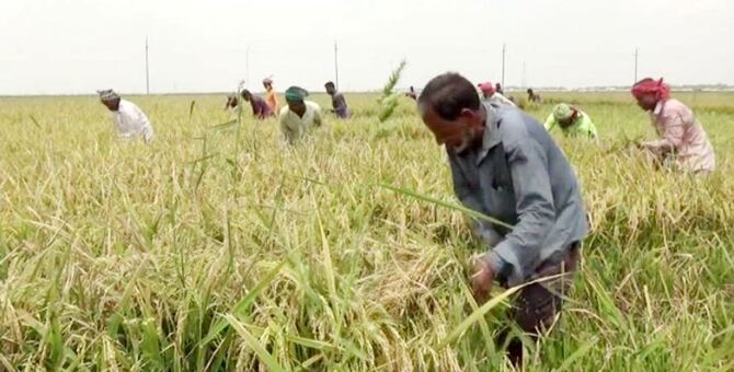 বৃষ্টির পূর্বাভাসে পাকা ধান নিয়ে শঙ্কায় হাওরের কৃষকরা