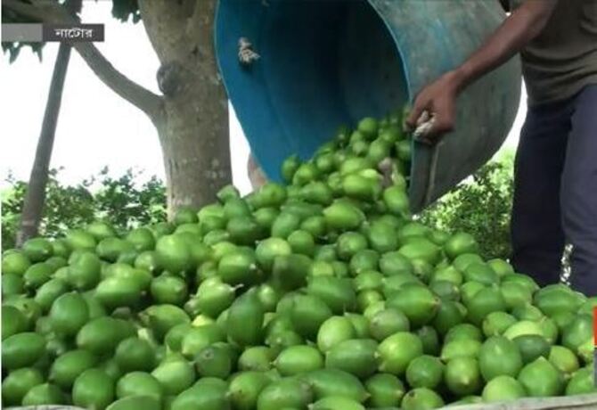 বেশি লাভের আশায় তোলা হচ্ছে অপরিপক্ব লেবু