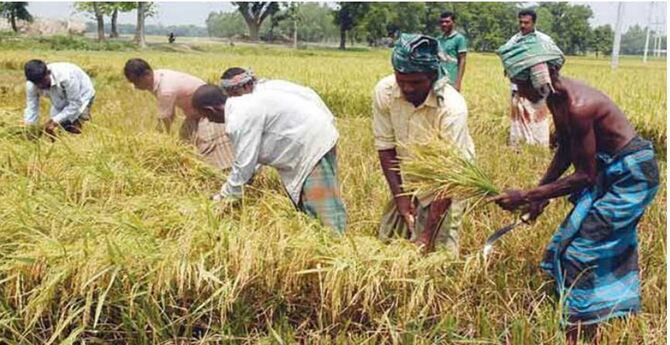 বোরো কাটতে শ্রমিক পরিবহন সমন্বয় করবে জেলা প্রশাসন
