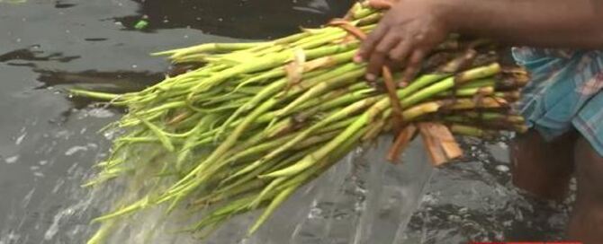 শাক-সবজিতে বুড়িগঙ্গার বিষাক্ত পানি