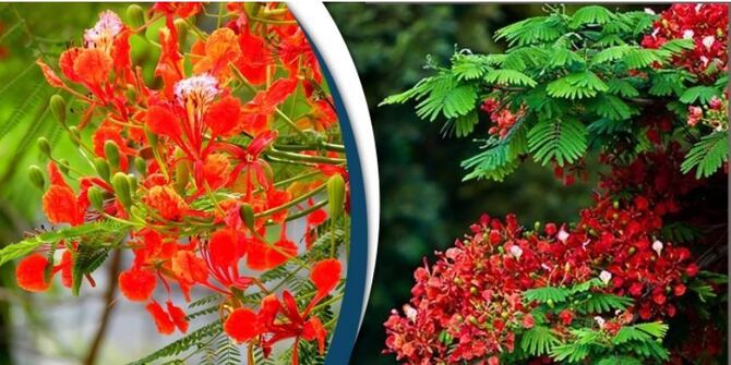 প্রকৃতিতে লেগেছে লালের ছটা