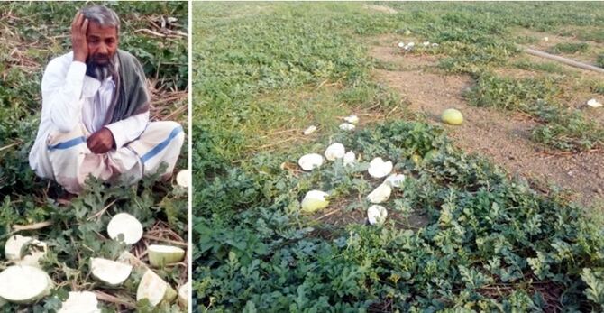 টুকরো টুকরো তরমুজ নিয়ে কাঁদছেন অসহায় চাষি