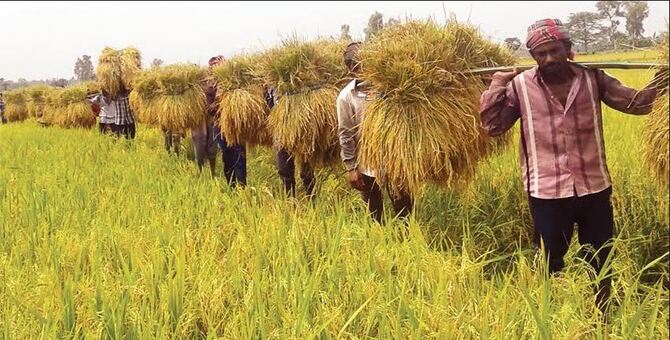 নেত্রকোনার হাওরাঞ্চলে পুরোদমে বোরো ধান কাটা শুরু