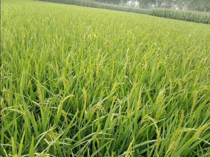 বোদায় মাঠে মাঠে দোল খাচ্ছে কৃষকের সোনালী স্বপ্ন