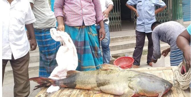 বিক্রির অপেক্ষায় পদ্মার ২৯ কেজি ওজনের বাঘাইড়