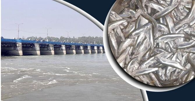 বৈরালিতে হাসি ফুটেছে তিস্তাপাড়ের জেলেদের