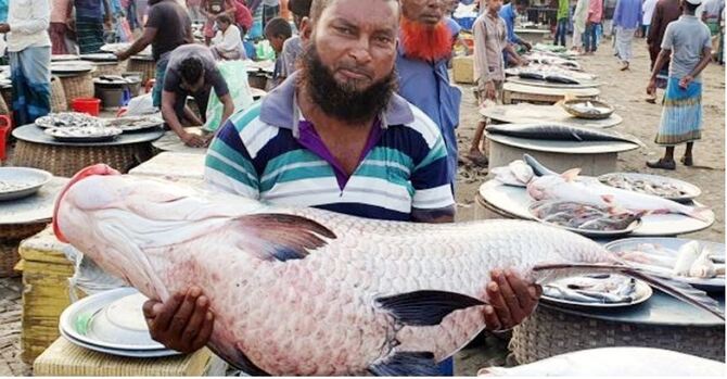 পদ্মায় ধরা পড়ল ৪৯ কেজির কাতলা, বিক্রি ৬৮ হাজারে