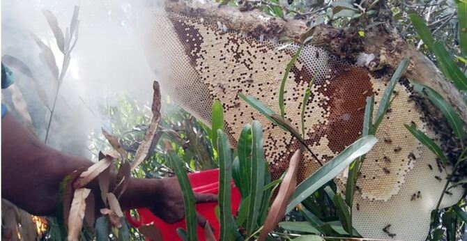 সুন্দরবনে মধু আহরণ শুরু