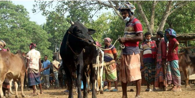 করোনার থাবা গরুর বাজারে, দিশেহারা খামারিরা