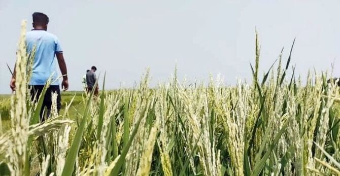 আচমকা গরম বাতাস সর্বনাশ করে দিল হাওরের চাষিদের