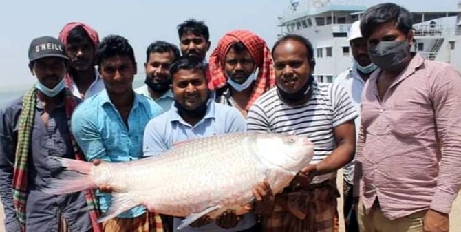 কাতলটি বিক্রি হলো ৫১ হাজার টাকায়