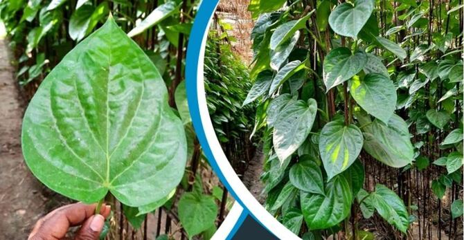 মোহনপুরে ধান-আমচাষের বদলে পানচাষে ঝুঁকছেন কৃষকরা