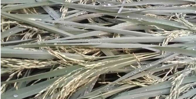 ঝড় ও শিলাবৃষ্টিতে লুটিয়ে পড়েছে বোরো ধান