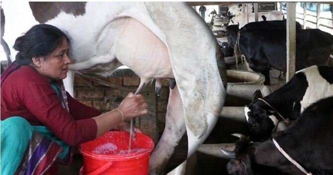 গরুর খামার থেকে প্রতিমাসে জাহানারার আয় দেড় লাখ টাকা