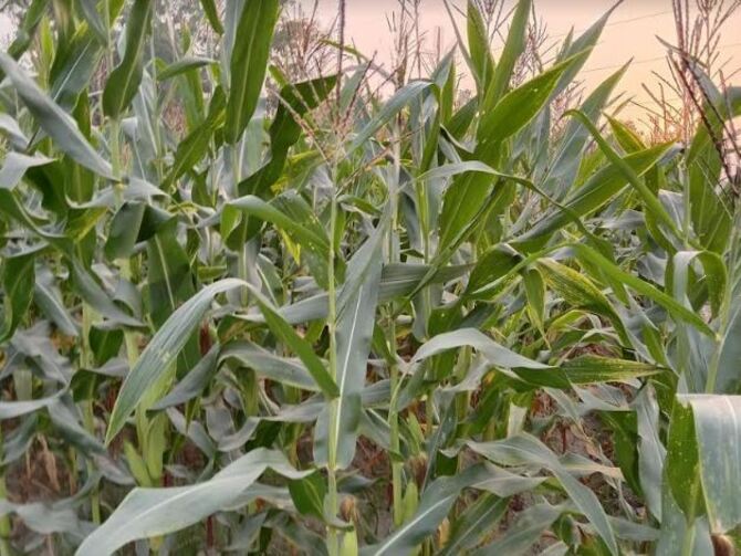 বোদায় ভুট্টা চাষে বাম্পার ফলনের সম্ভাবনা