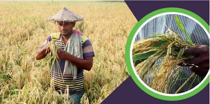 নতুন রোগে ক্ষেতেই নষ্ট হচ্ছে ধান