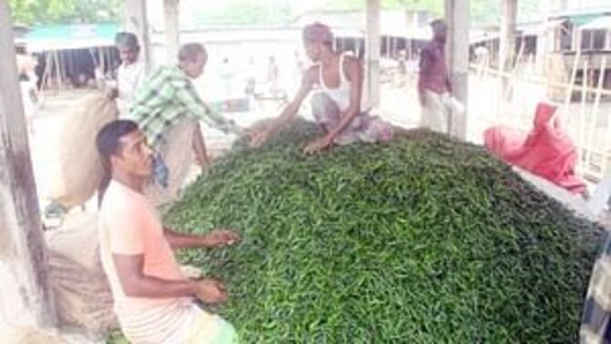 আত্রাইয়ে মরিচ চাষে সফল নদী পারের কৃষক