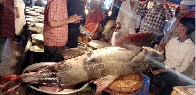 কুশিয়ারায় ধরা পড়ল দেড়মণ ওজনের বাঘাইড়