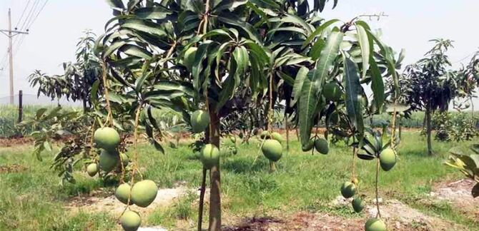 তীব্র খরায় দুশ্চিন্তায় আমচাষিরা